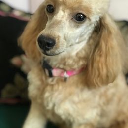 Poodle Puppies from Hilmac Poodles