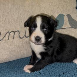 Crystal (1 blue eye) - Black & white female Australian Shepherd puppy in Piedmont, Oklahoma from HeartDriven Aussies