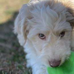 Cupid - Labradoodle puppy in Raleigh, North Carolina from Paxterra Labradoodles