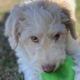 Cupid - Labradoodle puppy in Raleigh, North Carolina from Paxterra Labradoodles