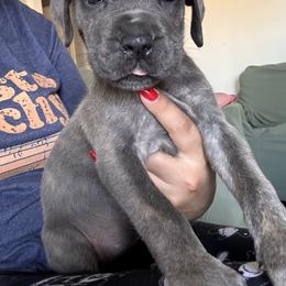 Red - Gray brindle female Cane Corso puppy in Compton, California from Urban League Cane Corso