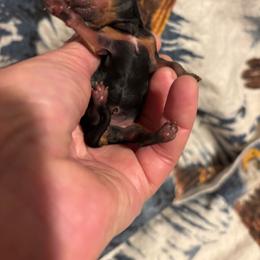 Trinity - Blue and gold female Yorkshire Terrier puppy in Brandenburg, Kentucky from Lil Amazing Paws Yorkshire Terriers