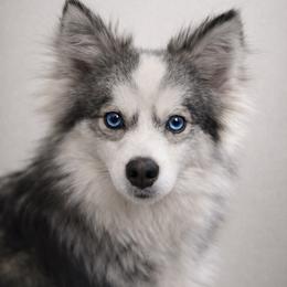 Xena - Pomsky