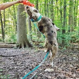 Alapaha Blue Blood Bulldog All Grown Up from Hudson’s Rock Alapahas