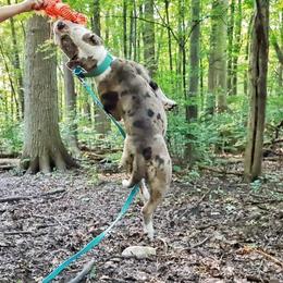 Alapaha Blue Blood Bulldog All Grown Up from Hudson’s Rock Alapahas