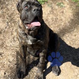 Champ - Chestnut brindle male Cane Corso puppy in Big Stone Gap, Virginia from Montanaro Cane Corsos