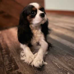 Charlie - Cavalier King Charles Spaniel