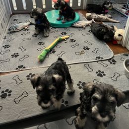 Miniature Schnauzer Puppies from Aurora Miniature Schnauzers