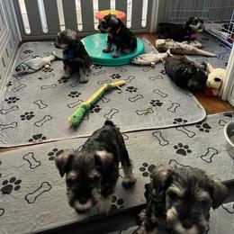 Miniature Schnauzer Puppies from Aurora Miniature Schnauzers