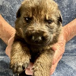 Boy 7 - male German Shepherd puppy in Sonora, California from Elite Haus K9