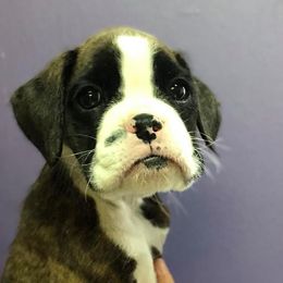 Boxer Puppies from Boxnen Boxers