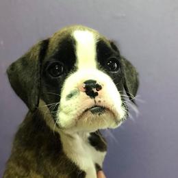 Boxer Puppies from Boxnen Boxers
