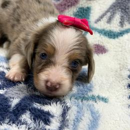 Abby - Dapple female Dachshund puppy in Mansfield, Missouri from Owens Farm