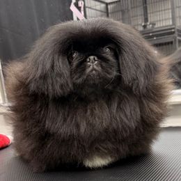 Tianna - Black female Pekingese puppy in Florida from LionPalace