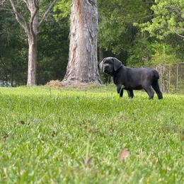 Cane Corso Puppies from Venom Cane Corsos