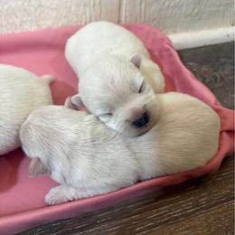 Girl 2 - White female West Highland White Terrier puppy in Scurry, Texas from Davis Westies