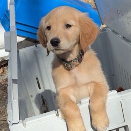 Golden Retrievers and Wirehaired Pointing Griffons from Maine Backwoods Kennel