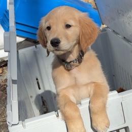Golden Retrievers and Wirehaired Pointing Griffons from Maine Backwoods Kennel
