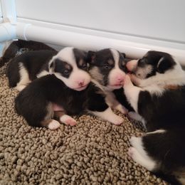 Pembroke Welsh Corgi Puppies from Montana Corgi Corral