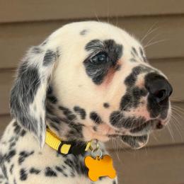 Citrine - White and black male Dalmatian puppy in Bremen, Georgia from Clark’s Dalmatians