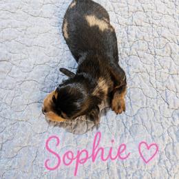 Dachshund Puppies from Wicburg’s Wieners