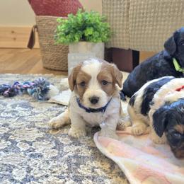 F1B Meet Caramel :) - Blenheim male Cavapoo puppy in Centerville, Iowa from Barnyard Dachshunds, Dals & Doodles