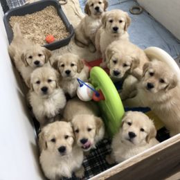 Golden Retriever Puppies from Lol-Goldens