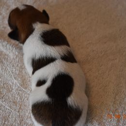 Boy 3 - Rat Terrier puppy in White City, Oregon from Walkabout Australian Kelpies and Rat Terriers