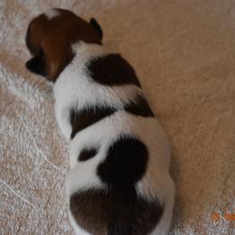 Boy 3 - Rat Terrier puppy in White City, Oregon from Walkabout Australian Kelpies and Rat Terriers