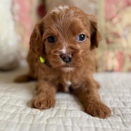 Halo- Sage collar - Red female Cavapoo puppy in Beckley, West Virginia from By Design Doodles
