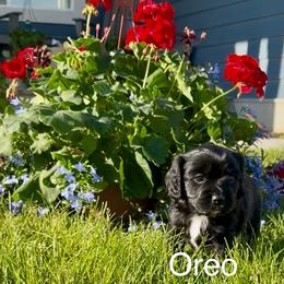Oreo - Black and white female Cavapoo puppy in Smithfield, Utah from Shoemaker Farm & Cavapoo Kennel