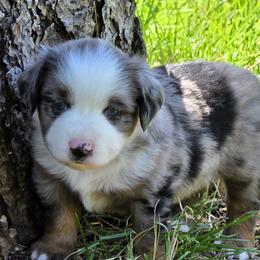 Winger - Blue merle male Miniature Australian Shepherd puppy in Spirit Lake, Idaho from Gemstone Ridge Mini Aussies