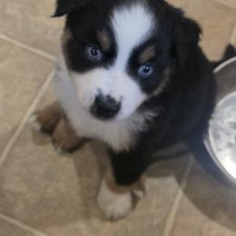 Dawson - Black tri male Miniature Australian Shepherd puppy in Sound Beach, New York from Awesome Aussies