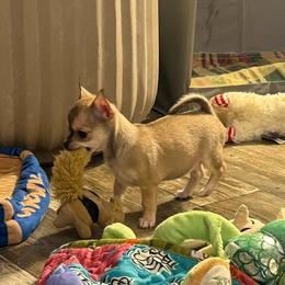 Fawn female price: 6,500 - Fawn female Chihuahua puppy in Summerfield, Florida from Uey’s Chihuahuas