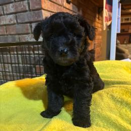 Illustrious Isla - Black female Pumi puppy in Rockbridge, Illinois from Rocklin Farms Pumi