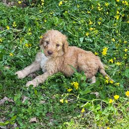 Latte - Apricot male Labradoodle puppy in Batesville, Arkansas from Morris Farmyard