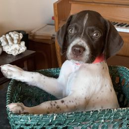 German Shorthaired Pointers from MDKShorthairs