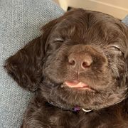 Boykin Spaniels from Drakes Creek Boykins LLC