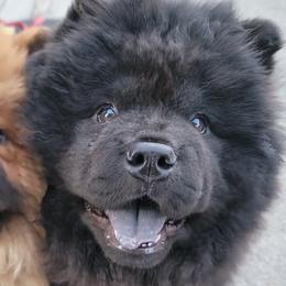 Chow Chow from Kew Chows