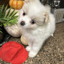 Boo - Blue merle male Pomeranian puppy in Costa Mesa, California from Wheresmil0