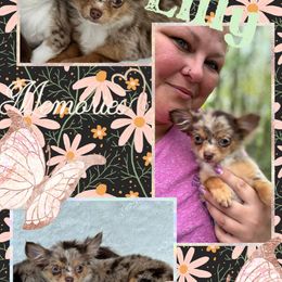 Lilly - Merle female Chihuahua puppy in North Dakota from American Dream Chihuahua’s
