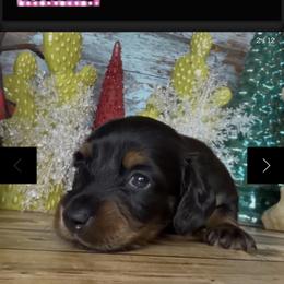 Sweetie Pie - Black and tan female Dachshund puppy in Floresville, Texas from Muddy River Dachshunds