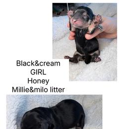 Honey - Black and cream female Dachshund puppy in Fort Worth, Texas from The Holloway Dachshunds