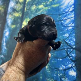 Moondancer - Black brindle female Dutch Shepherd puppy in Lawtey, Florida from Berserker Malinois Kennel