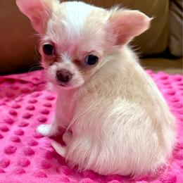 Fancy - Fawn and white female Chihuahua puppy in Choctaw, Oklahoma from Savvy Chihuahuas of Oklahoma