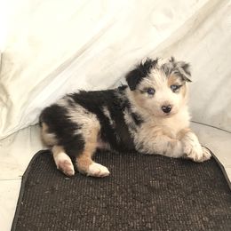 Australian Shepherd Puppies from Wild Souls Australian Shepherds