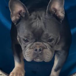 Paisley - Blue fawn female French Bulldog puppy in Tenmile, Oregon from High Plains French Bulldogs,Boston Terriers and Frenchtons.