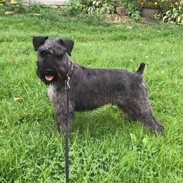 Kix - Miniature Schnauzer