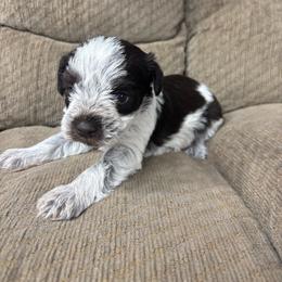 Russell - Parti male Miniature Schnauzer puppy in Plaucheville, Louisiana from Honey Doux Southern Paws