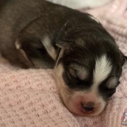 Cookie - Agouti and white female Siberian Husky puppy in Sherwood, Oregon from Whiskey River Siberians